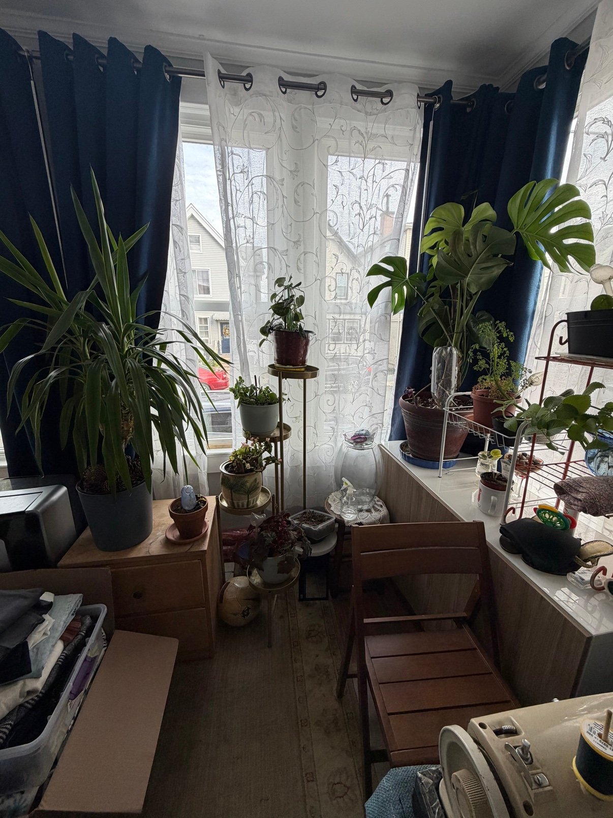 A monstera and other houseplants thriving next to a bright window in a small apartment